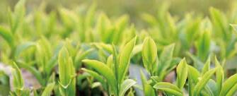廣西西林京桂古道茶業(yè)公司怎么樣？是國企嗎？和廣西農(nóng)墾集團(tuán)啥關(guān)系？